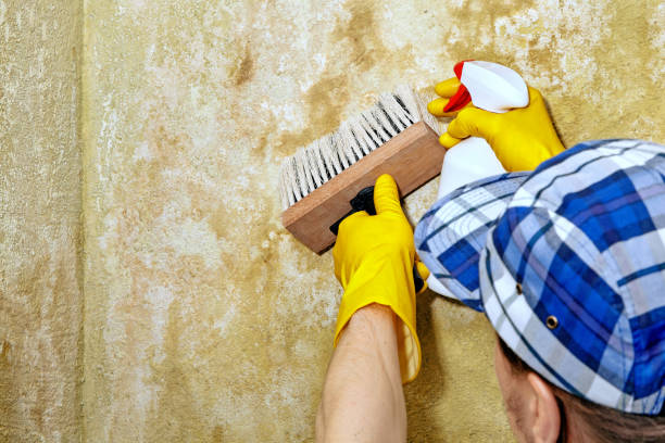 Best Biohazard Mold Removal  in North Redington Beach, FL